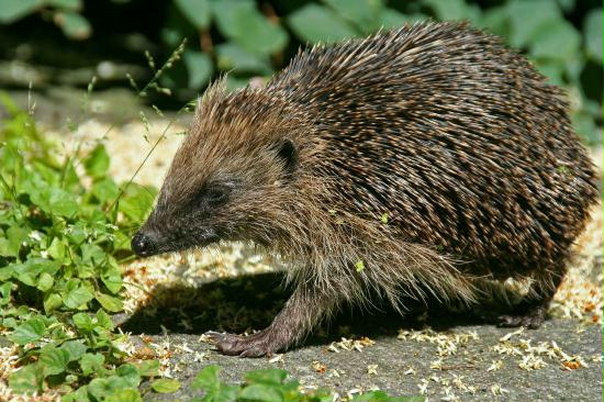 Hedgehog <i>Erinaceus europaeus</i>